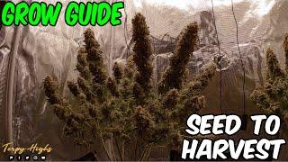 How to grow White Widow from SEED to HARVEST complete CANNABIS GROW GUIDE