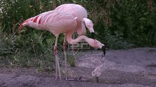 Two adult flamingos trying to feed the same chick with red crop milk