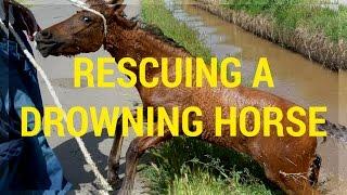Rescuing a drowning horse: Jeremy Curl