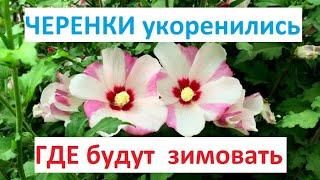 Черенки укоренились. А дальше? Как подготовить их к зимовке. Где зимуют укорененные черенки.