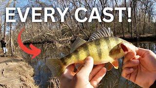 This Creek is LOADED with YELLOW PERCH ‼️ *Maryland Yellow Perch Spawn Run 2023*