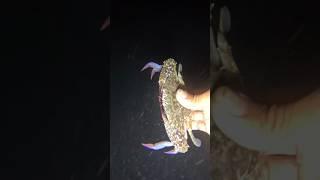 I CAUGHT BLUE CRABS Underwater WITH MY BARE HANDS! (No Tools Challenge) 