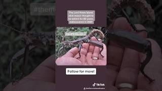 The Lord Howe Island stick insect- rediscovered in 2001 | Millennial Moderator | TikTok