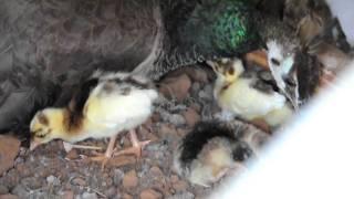 Peahen with Peachicks