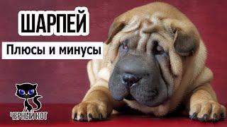  Шарпей, плюсы и минусы породы. За что мы любим шарпеев?