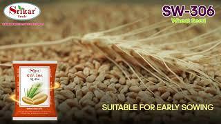 SW-306 Wheat Seeds | Srikarseeds ||Make Your Fields Thrive!