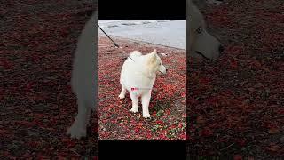 Snow white Siberian Husky #huskyowner #huskydoglovers #huskyworld #wollycotehusky #husky #pets #dog