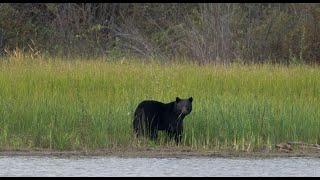 Black bear attacks child in tent on Montana campground