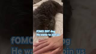 FOMO dog  #fomo #maltipoo #join #mimic #shy #lovedog #familydog