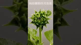向日葵75天的生长过程，太美了！感谢大自然馈赠给我们的一切