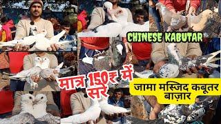 Kabutar Market in Delhi | कबूतर बाज़ार |White Pigeons jama masjid & lal kila. 20|12|2023