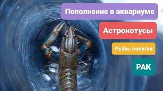 Куреневский рынок в Киеве. Купили одного рака, 5 анцитрусов, 2 рыбок попугаев и 3 астронотусов 