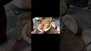 DURIAN OCHEE   ONLY SELL PREMIUM DURIAN