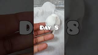 Rabbit Growth - Baby Rabbits Grow Up #animals