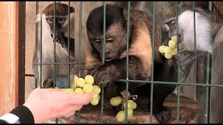 Любимый, разговорчивый Абу и его соседи Сеня с Машей! Beloved Abu and his neighbors Senya and Masha!