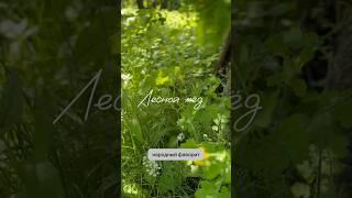 Народная медицина. Польза лесного меда.