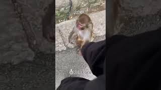 Monkey’s Funny Request to a Man #monkey #funny #shorts #shortsfeed  #funnyanimal  #trendingshorts