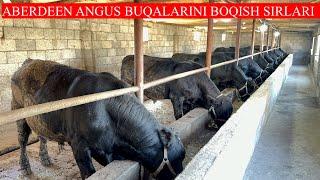 ABERDEEN ANGUS BUQALAR SOTILADI BOQISHGA TAYYOR 10 BOSH DEXQONCHILIK NARXLARNI BIR JOYGA ZO’R AYTDI