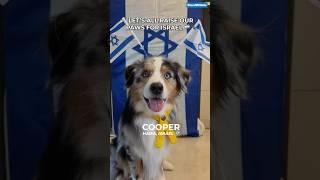 Cooper and his friends from around the world raise their paws in support of #israel #doglover