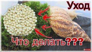 ЧТО ДЕЛАТЬ ЕСЛИ УЛИТКА РОДИЛА? УХОД ЗА УЛИТКОЙ ПОСЛЕ КЛАДКИ. ЧТО ДЕЛАТЬ С ЯЙЦАМИ УЛИТКИ?