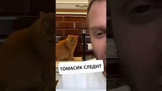 #самвеладамян Томасик ведёт наблюдение