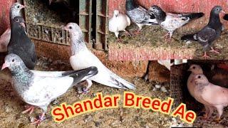 Bachay Hi Bachay Breeding Progress | Hashim Mahmood Pigeons