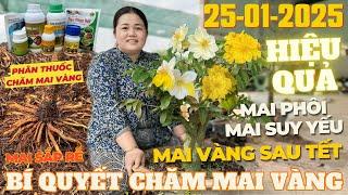 CHỊ THANH TRÀ Chia Sẻ Phân Thuốc Chăm Sóc Mai Vàng Sau Tết, Mai Suy Yếu, Mai Phôi.. • THÀNH TRỌNG LÊ