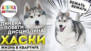 Сибирский хаски - груминг, линька. Правила стрижки хаски. Жизнь с волком в квартире