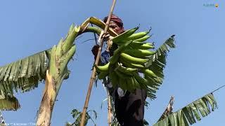 Agrotek | Pisang Tanduk Potensi Bisnis Pasar Export dan Dalam Negri