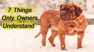 7 Things Only Dogue de Bordeaux Dog Owners Understand