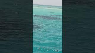 Экскурсии Шарм-эль-шейха тайны красного моря