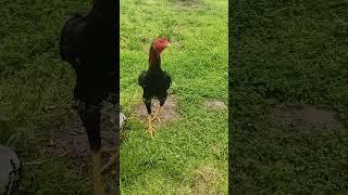 kavşak çimeninde çılgın horoz #animals #horoz