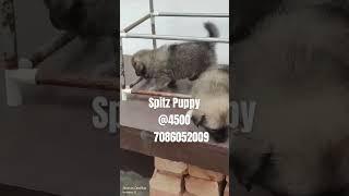 Spitz For Sale #spitzforsale #lowpricedog #petmarket #petshop #dog #pets #nagaon #assam #northeast