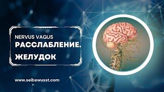 Секретное средство против компрессии блуждающего нерва. Желудок.