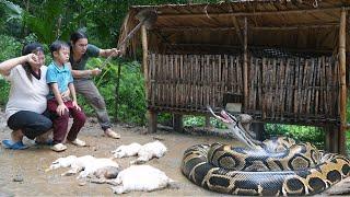 Heartbreaking scene: python crawls into farm, kills all ducks, SURVIVAL ALONE