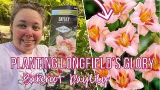 1 Year Update on Bare Root Daylilies! Plus planting Longfield's Glory Daylily roots!