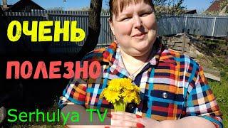 Очень полезно, чай из одуванчиков.  Serhulya TV