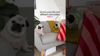 My two VERY different PUGS: part 2 ️ #dog #pug #drama