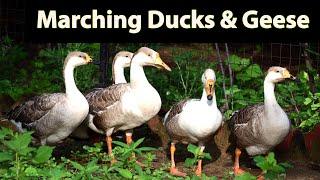 Marching Ducks and Geese showing Unity