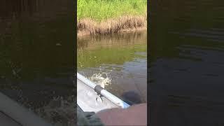 Ощущение, за которым едет рыбак! Снова и снова!