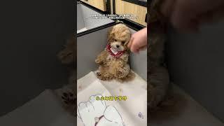 Xiao Bi Ga We were fighting. Why did you only mention me I m not convinced #Cute pet debut