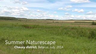 Summer Naturescape - Chausy District, Belarus (Летняя природа. Чаусы, Беларусь)