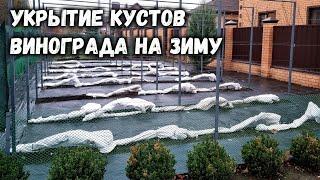 Укрытие кустов винограда на зиму