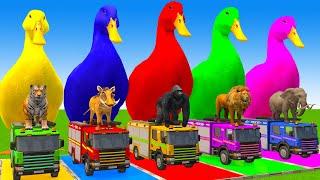 5 Giant Duck Cartoon,Cow,Elephant,Tiger,Lion,Dinosaur,Paint Wild Animals Crossing Fountain Animation