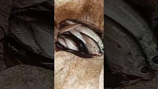 Desi fishing#village shorts fishing video#youtuber mahesh#