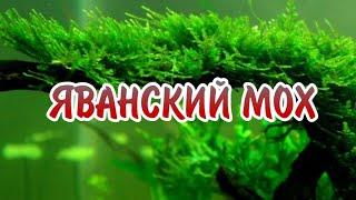 ЯВАНСКИЙ МОХ. СОДЕРЖАНИЕ В АКВАРИУМЕ.