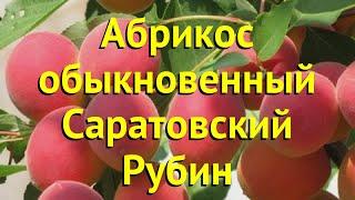 Абрикос обыкновенный. Краткий обзор, описание характеристик prunus armeniaca саратовский рубин