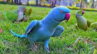 Blue Ringneck Parrot Talking Video