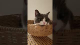 Look so cute ! funny and cute video cat #shorts #shortbeta #shortviral #tiktokindonesia #tiktok