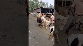 Gorur video,amba,hamba,goru,cow,cow tiktok #shorts